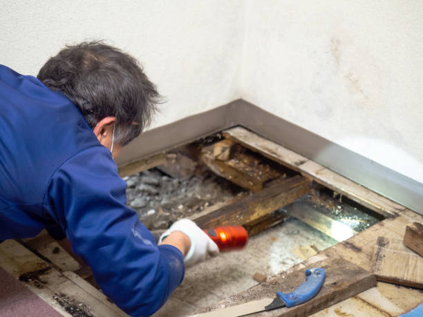 Reliable Breckinridge Center, KY Mold Remediation Solutions
