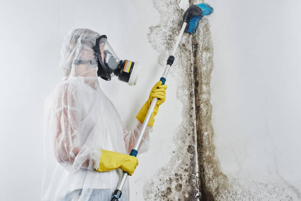  Breckinridge Center, KY Mold Removal Pros