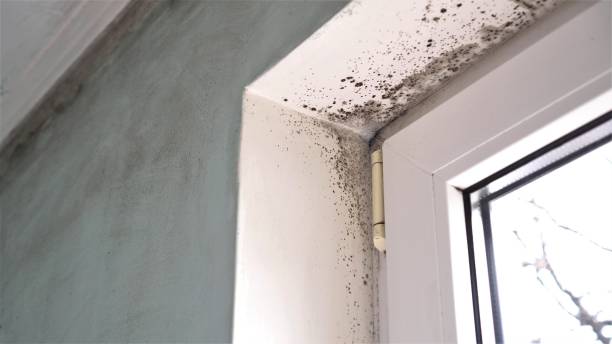 Best White Mold Remediation in Breckinridge Center, KY