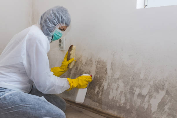 Best Preventive Mold Services in Breckinridge Center, KY