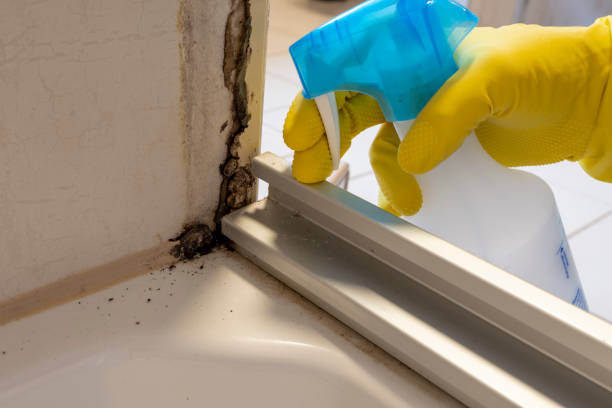 Best Attic Mold Remediation in Breckinridge Center, KY
