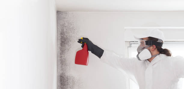 Best Residential Mold Remediation in Breckinridge Center, KY