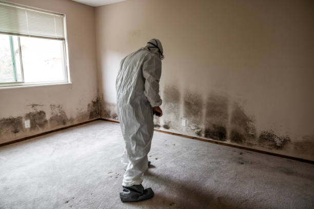 Best Bathroom Mold Remediation in Breckinridge Center, KY